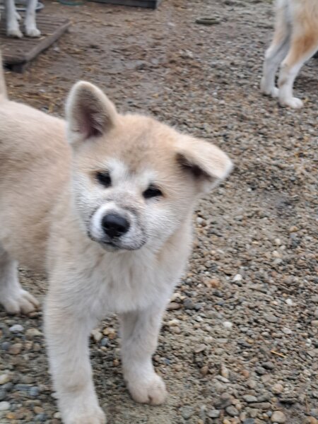 De vanzare Akita Inu japonez.