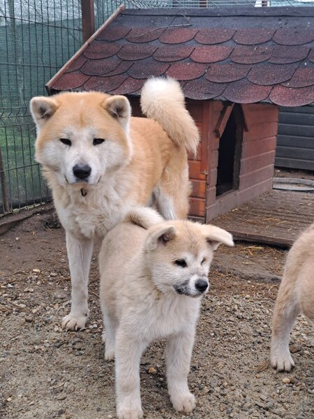 De vanzare Akita Inu japonez.