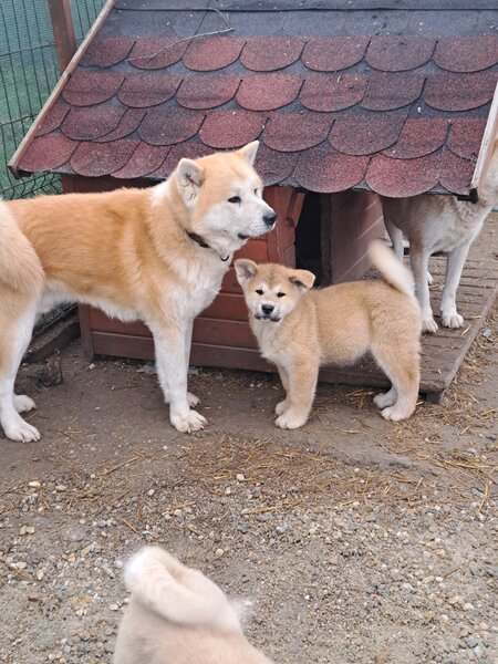 De vanzare Akita Inu japonez.