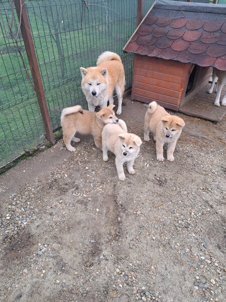 De vanzare Akita Inu japonez.