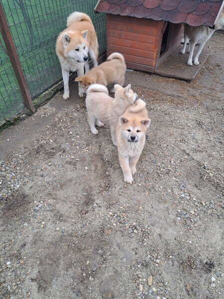 De vanzare Akita Inu japonez.