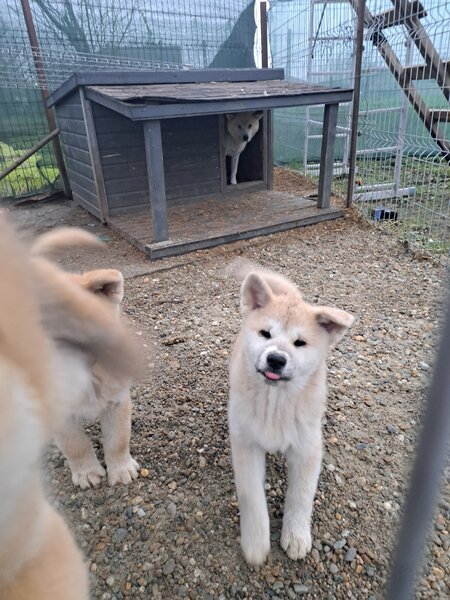 De vanzare Akita Inu japonez.