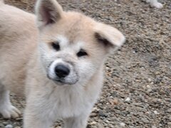 De vanzare Akita Inu japonez