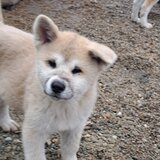 De vanzare Akita Inu japonez